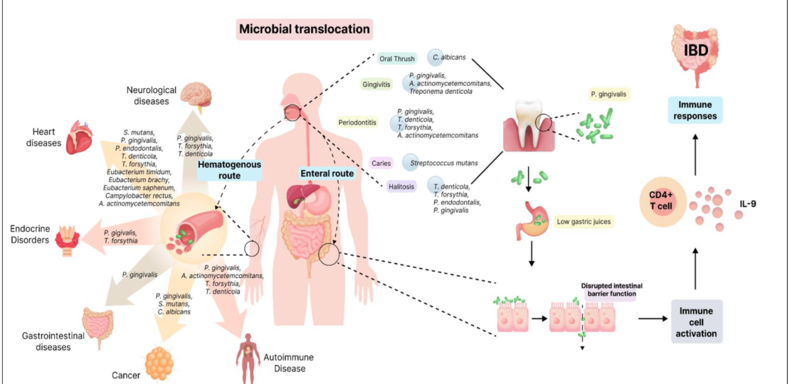 dental pro 7 results review
